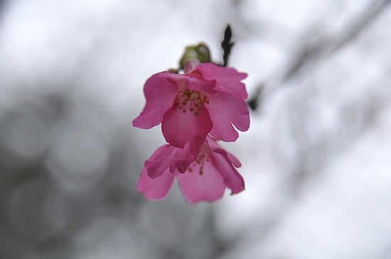 DSC_0196.JPG