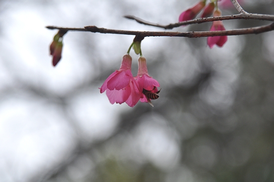 DSC_0198.JPG