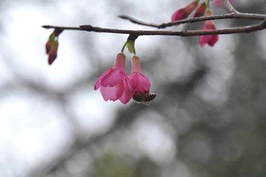 DSC_0199.JPG