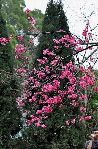 DSC_0218.JPG