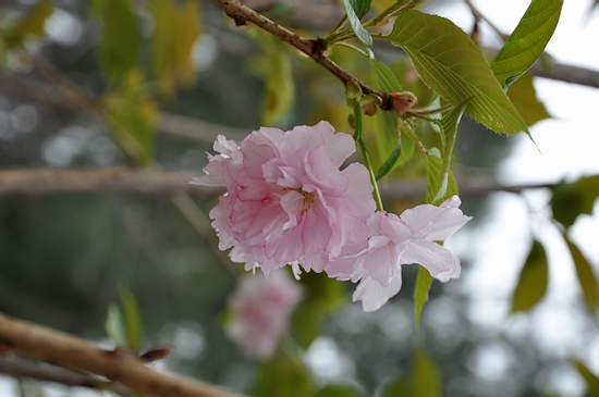 DSC_0235.JPG