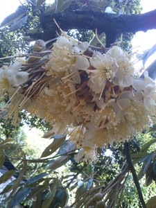 榴莲花就是马来西亚的“另类”国花