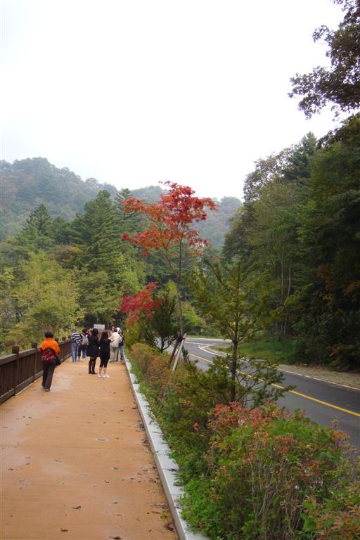 紅葉１