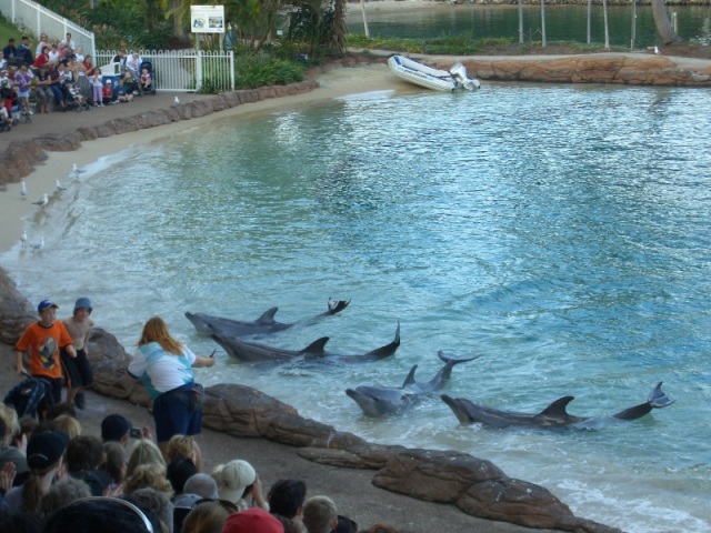 Dolphin 9.JPG