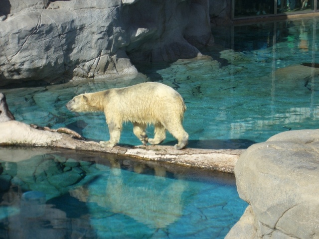 Popular Bear 1.JPG