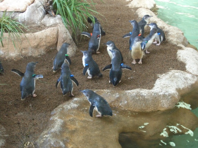 Penguin Landing 2.JPG