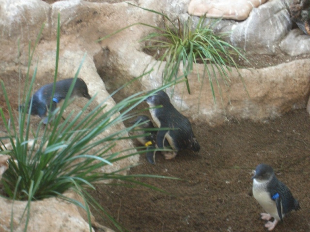 Penguin Making 2.JPG