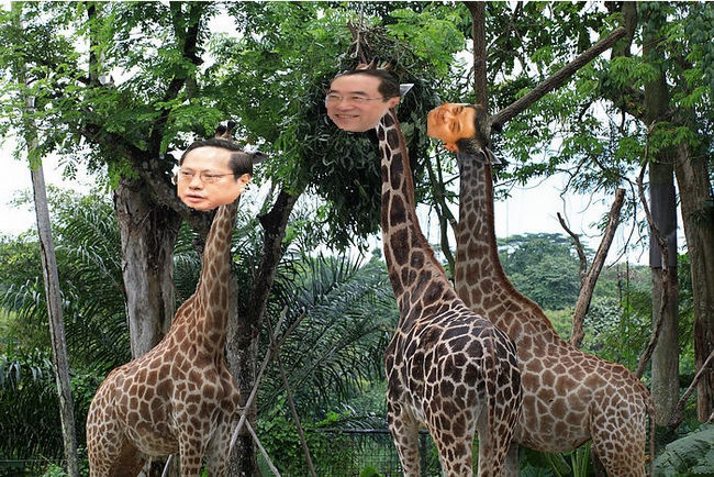 3 contenders Zoo pic2.jpg