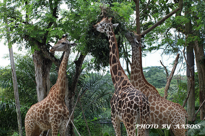 Zoo pic md.jpg