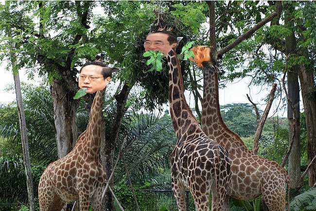 3 contenders Zoo pic3.jpg