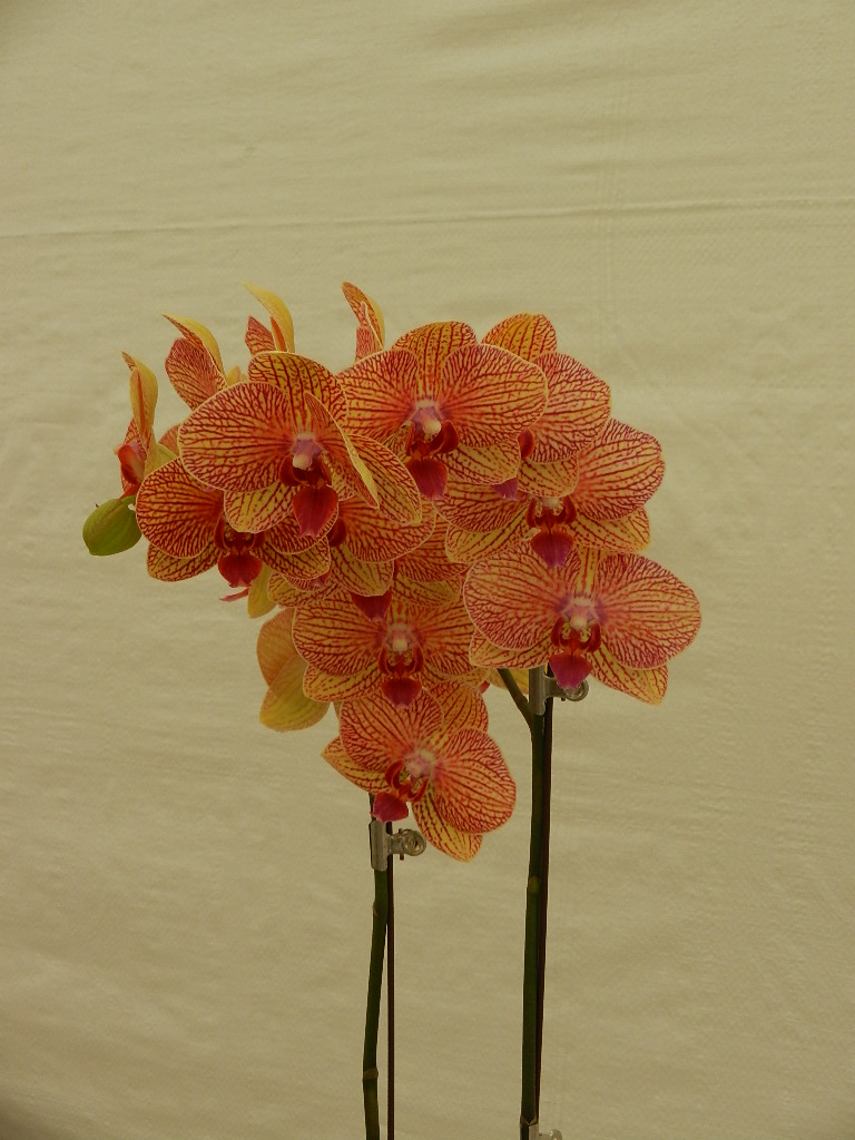 DSCN5656.JPG