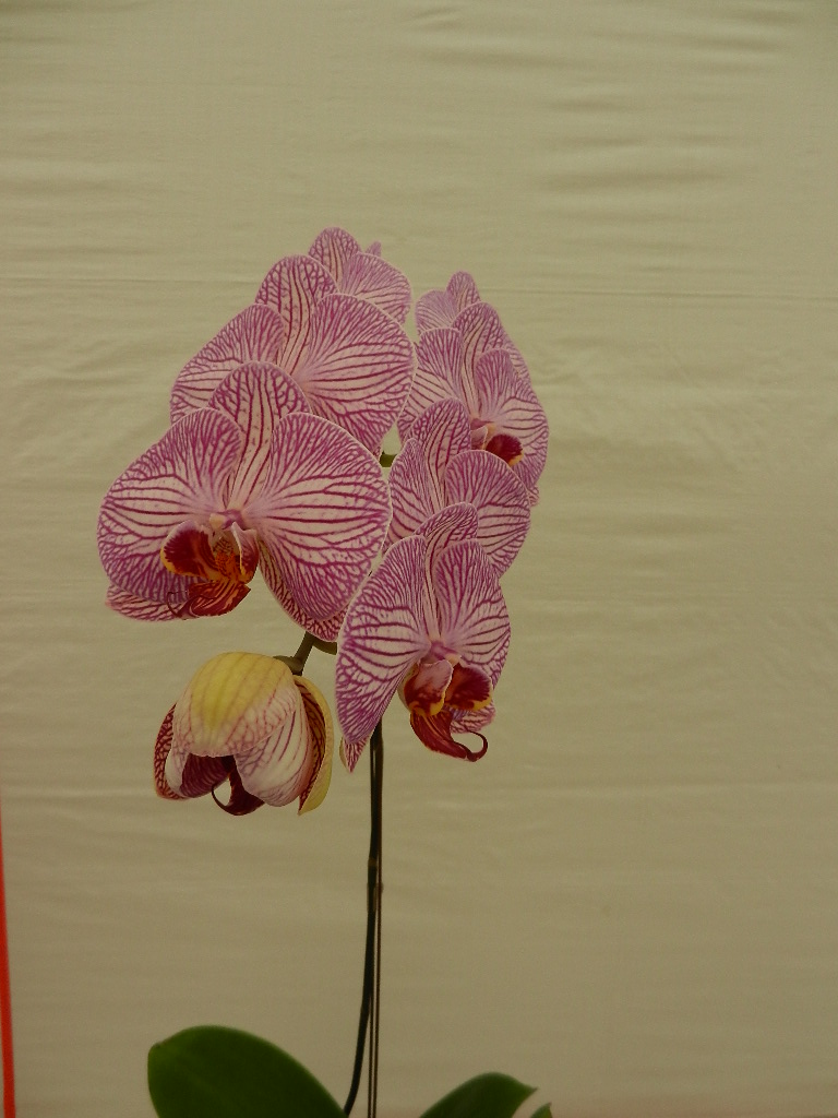 DSCN5658.JPG