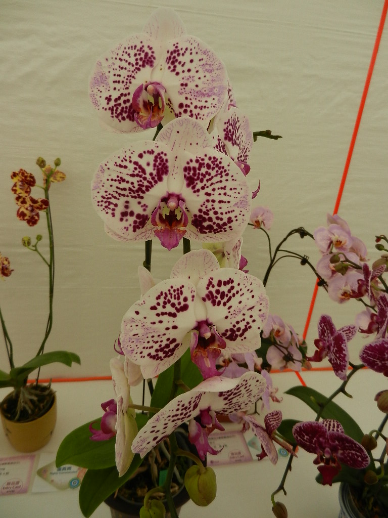 DSCN5659.JPG