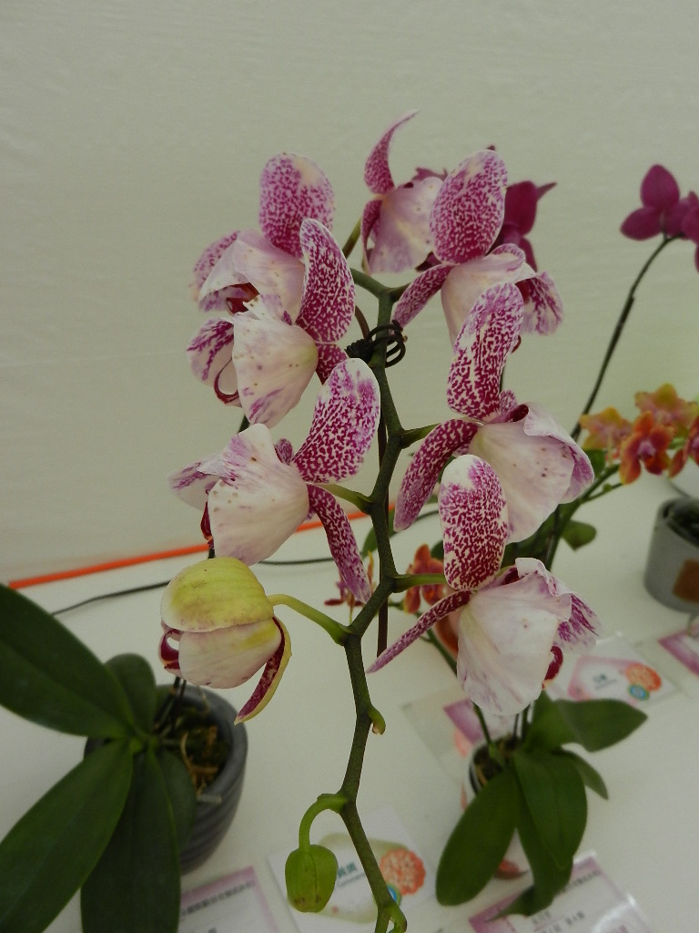 DSCN5667.JPG
