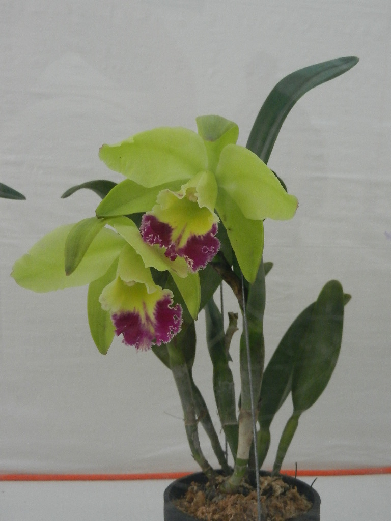 DSCN5671.JPG