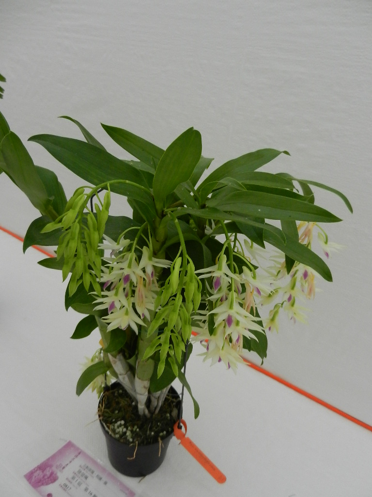 DSCN5674.JPG