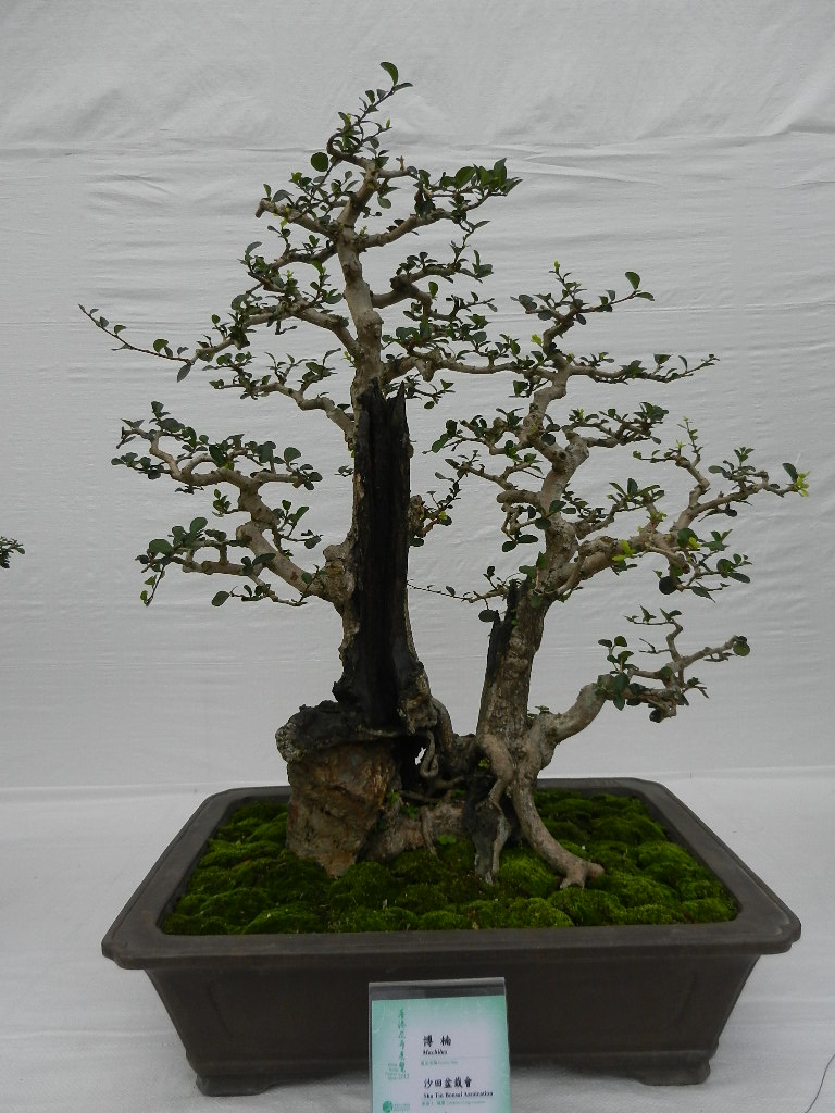 DSCN5631.JPG