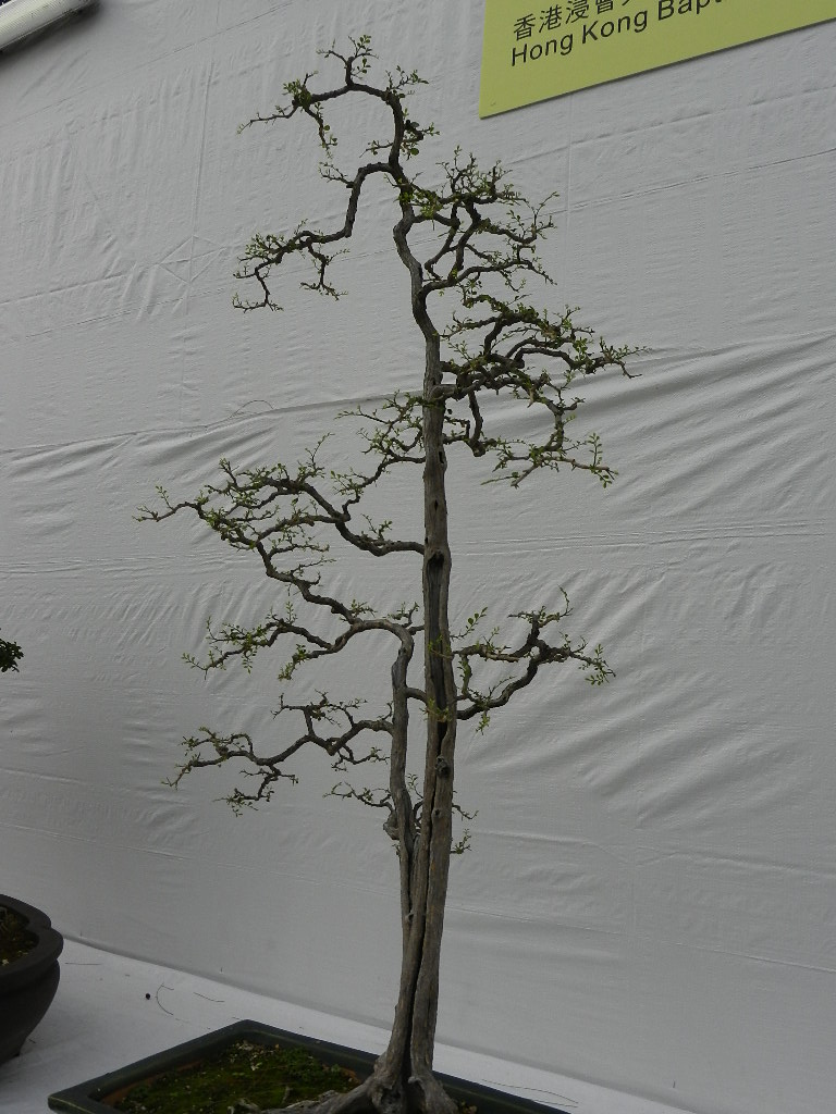 DSCN5641.JPG