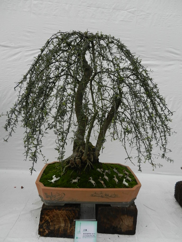 DSCN5651.JPG