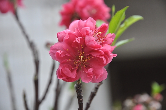 DSC_0241.JPG