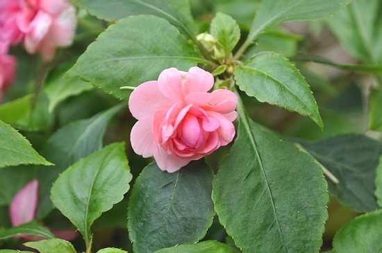 DSC_0243.JPG