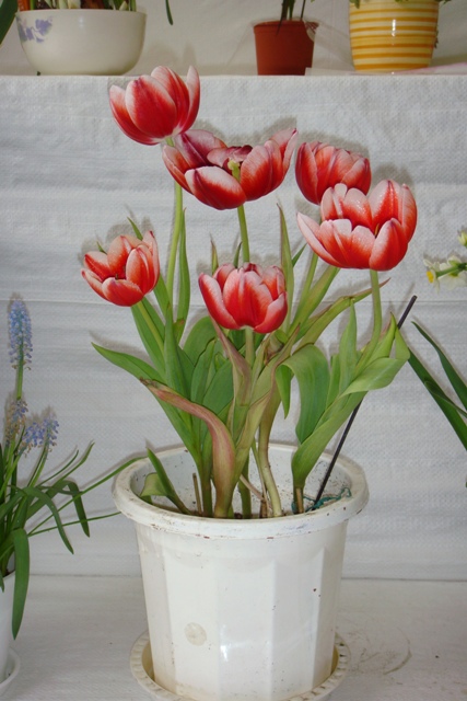 Tulips 1.JPG