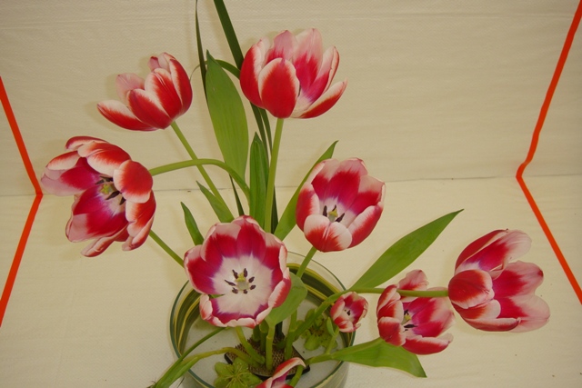 Tulips 2.JPG