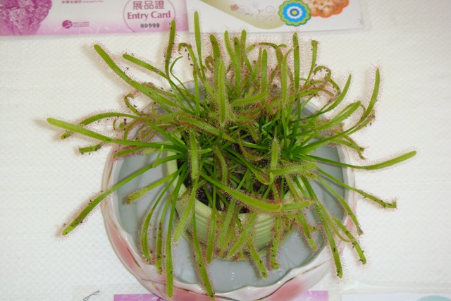 食蟲植物1.JPG