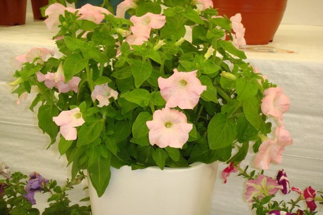 牽牛花.JPG