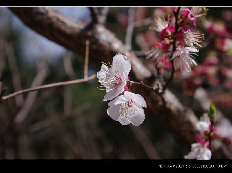 野桃花5b.jpg