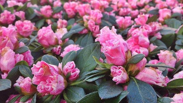 keithyim_1_103_52d3b9fce22f1cdbbb72cb567f42f8e2.jpg
