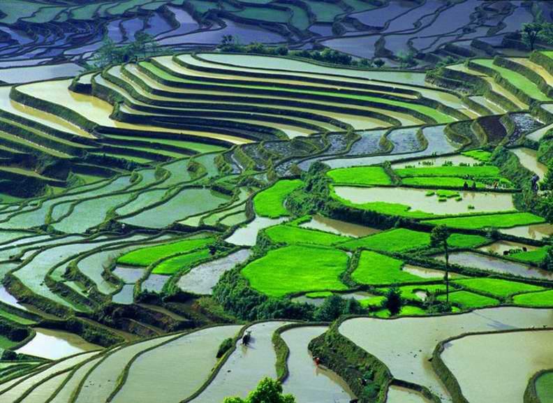 元陽梯~1.JPG