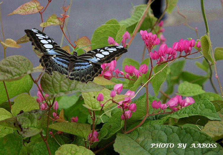 Coral Vine with butterfly B.jpg