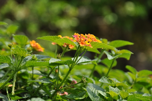 DSC_0417.JPG