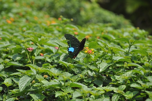 DSC_0419.JPG