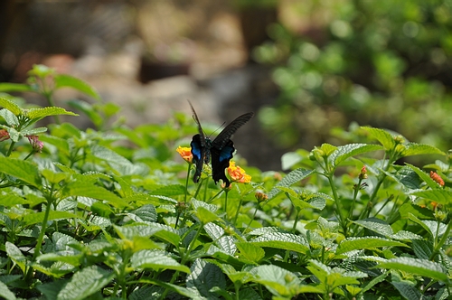 DSC_0425.JPG