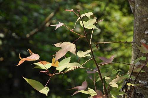 DSC_0435.JPG