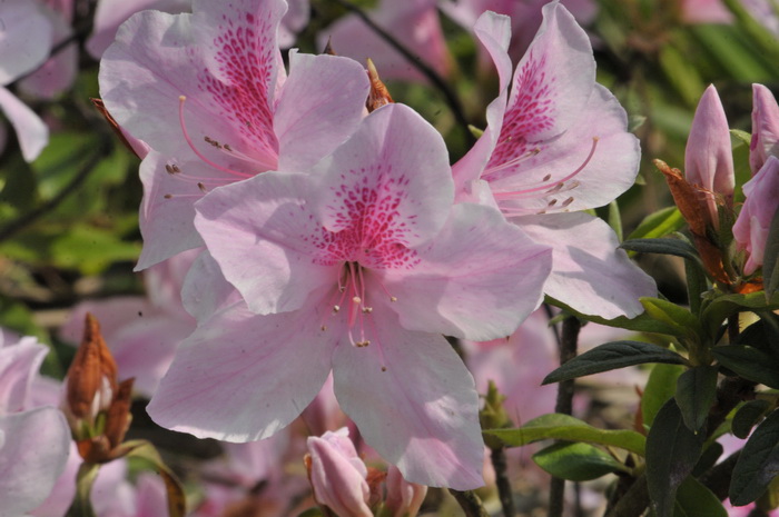 DSC_5890.jpg