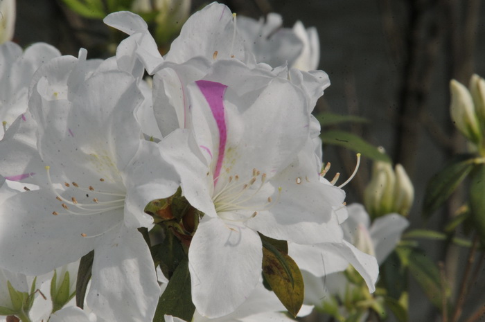 DSC_5891.jpg