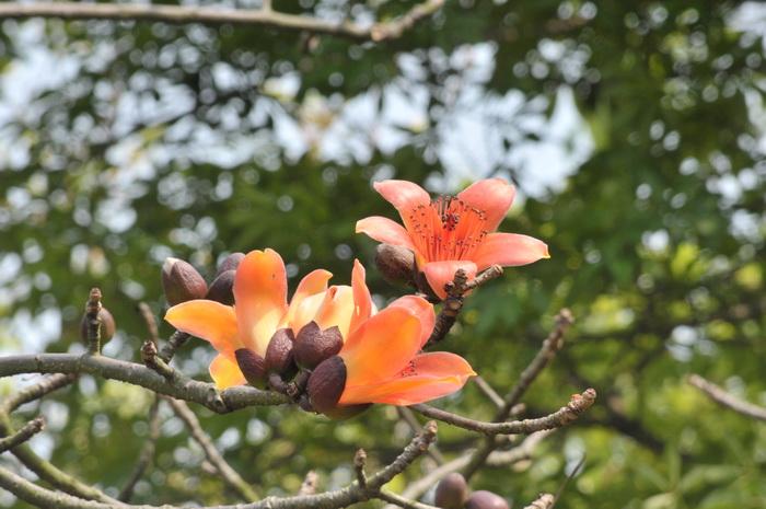 DSC_6031.jpg