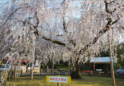 櫻花滿開的圓山公園.jpg