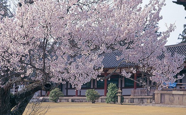 奈良公園櫻花盛開.jpg