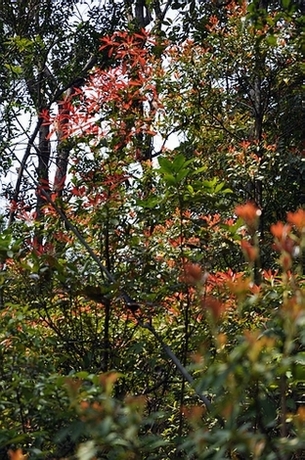 DSC_0442.JPG