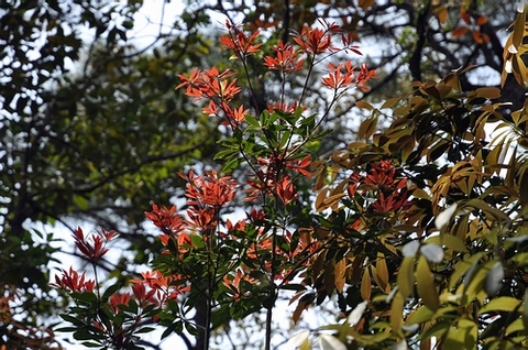 DSC_0443.JPG