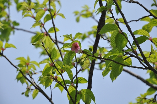 DSC_0452.JPG