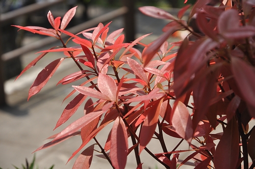 DSC_0462.JPG