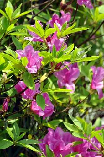 DSC_0490.JPG