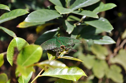 DSC_0523.JPG