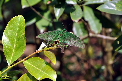 DSC_0525.JPG