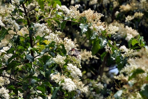 DSC_0528.JPG